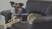 Rex, un poliziotto speciale