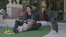 Venghi, il cane furbetto di Alba Parietti