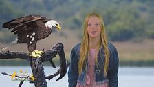 L'aquila africana