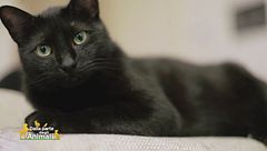 La cura della casa con gli animali domestici