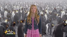 Stella's World: il pinguino imperatore