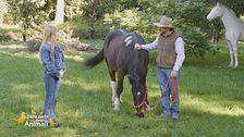 Un cavallo per amico: come capire se i cavalli stanno male