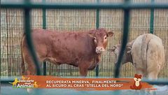 Recuperata Minerva, finalmente al sicuro al Cras Stella del Nord