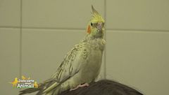 La pappagallina Rebecca