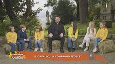 Il cavallo, un compagno fedele