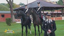 Il 4° Reggimento carabinieri a cavallo