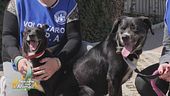 Kora e Falco