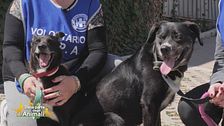 Kora e Falco