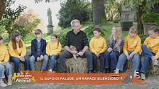 Il gufo di palude, un rapace silenzioso