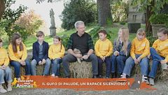 Il gufo di palude, un rapace silenzioso