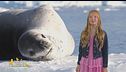 Stella's world: il significato simbolico della foca