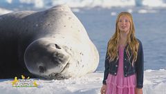 Stella's world: il significato simbolico della foca