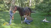 Un cavallo per amico: il kit d'emergenza essenziale per i cavalli