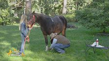 Un cavallo per amico: il kit d'emergenza essenziale per i cavalli