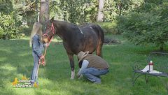 Un cavallo per amico: il kit d'emergenza essenziale per i cavalli
