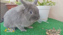 Roccuzzo e il suo coniglietto