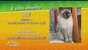 Ritroviamo Ice