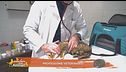 Professione veterinario