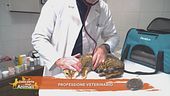 Professione veterinario