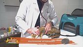 Professione veterinario