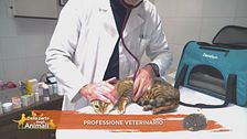 Professione veterinario