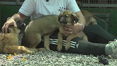 Tommy, Jenny, Jack e Maya