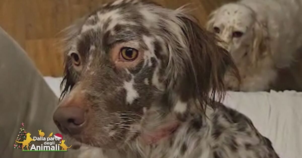 Dalla parte degli animali: La storia di Gemma, una cagnolina che ha ...