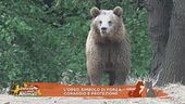 L'orso, simbolo di forza, coraggio e protezione