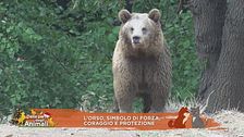 L'orso, simbolo di forza, coraggio e protezione