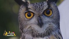 Un gufo reale meraviglioso