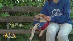 Sole, una cagnolina adorabile