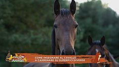 Un cavallo per amico