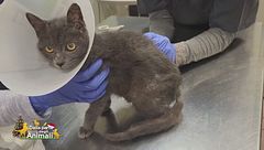 Quando abbiamo incontrato Snoopy