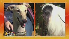 Chin vs Galgo Espanol