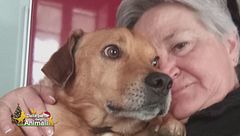 Smile, un cane meraviglioso rinato grazie all'amore