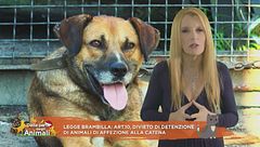 Legge Brambilla: articolo 10