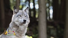 Il lupo, un animale straordinario