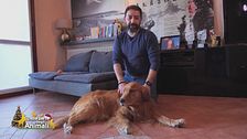 La commovente storia di Enzo, il cane cieco che vede con il cuore