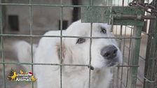 Max e Tommy, i due giganti buoni che cercano una famiglia