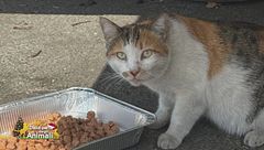 Le avventure della gatta Victoria Camilla