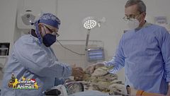 I veterinari del Cras Stella del Nord