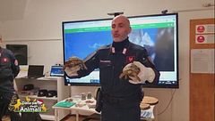 L'attività didattica dei carabinieri forestali