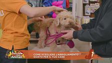 Come scegliere l'abbigliamento giusto per il tuo cane