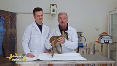 Il salvataggio di un piccolo muflone