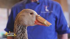 L'oca dal becco di rame