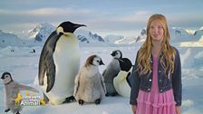 Stella's world - Il pinguino imperatore