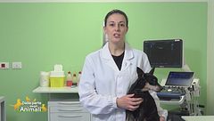 L'alimento umido per cani