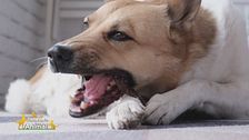 Igiene orale per cani e gatti: prevenzione e benessere