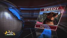Speedy news