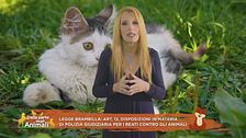 Legge Brambilla: art.12, disposizioni in materia di polizia giudiziaria per i reati contro gli animali